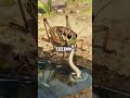This mind-controlling worm forces crickets to drown themselves to breed in pond water—nature's horro