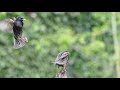 Fighting Starlings