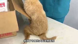 一只小狗被汽车碾压至双腿残疾，遇到小姐姐之后，生活逆天改变