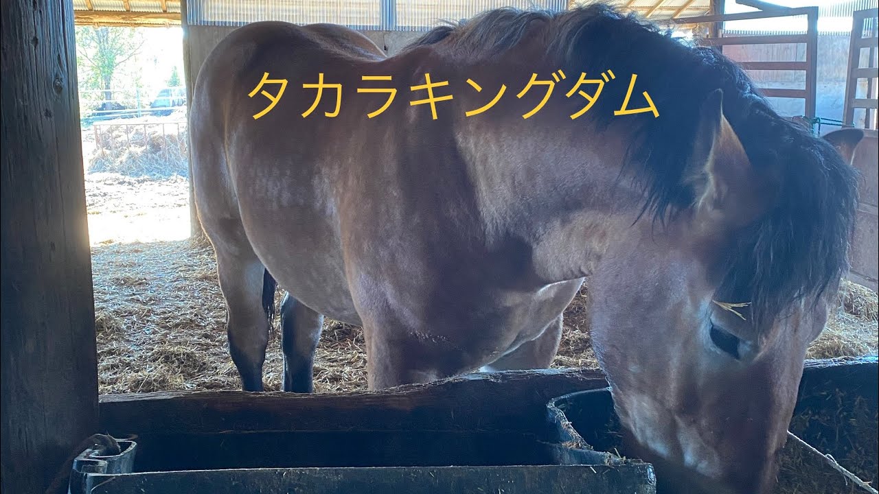 ばんえい それでも憎めないタカラキングダム - YouTube