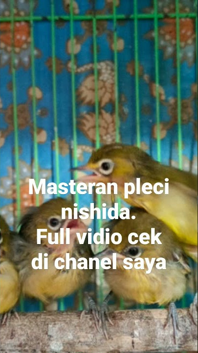 Masteran pleci nishida viral