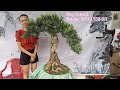 S.480 - Huy Bonsai (sdt:0934938011) Vạn liên tùng siêu hoa, Tử đằng, sam 86, siêu bông, Ơ rô, HNM