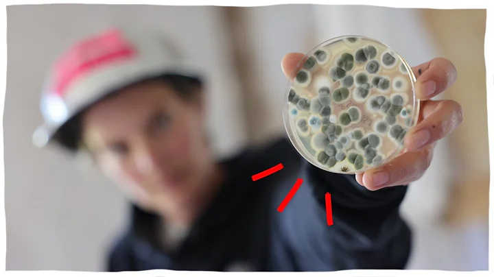 Now we know...Testing for Mould in a 120 year old ...