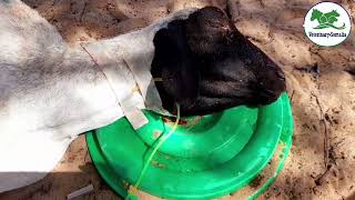 milk fever(sheep)Dr:Abdullahi alcarabiya