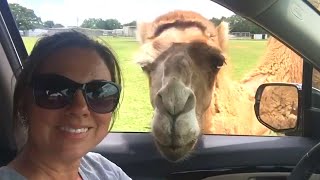 Camel Want A Selfie Funny Fails Laughable Moments 2021