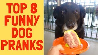 8 FUNNY DOG PRANK VIDEOS - FUNN DOGS 2019