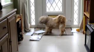 Dog wait the Postman