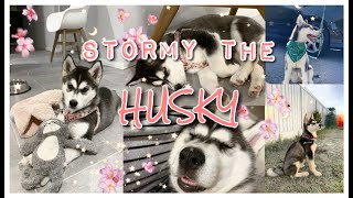 MEET STORMY OUR 5 MONTH SIBERIAN HUSKY/ALASKAN MALAMUTE PUPPY | MUST WATCH CUTE ASF!!!