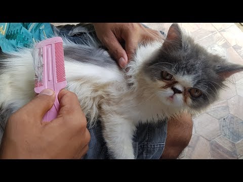 Cara Membersihkan Jamur Ketombe Pada Kucing