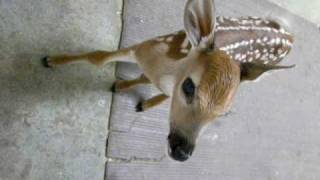 fawn crying