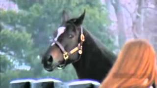Zenyatta - The Queen Of The Sport Of Kings