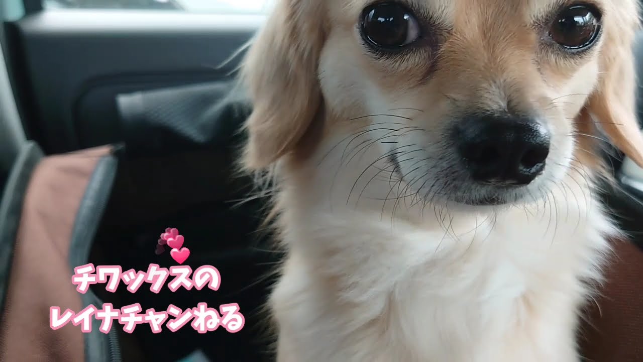 検証 犬 レイナ はトリミングでひげをカットしたら可愛くなるのか チワワ ダックス チワックス Youtube