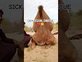 Emotional Camel Rescue In Desert Saving A Sick Camel Stuck In Sand 