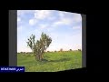 شيلة الروض الخضر سعد بن جدلان