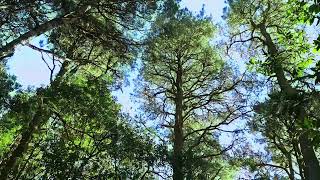 Forest 103196