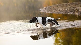 Training Your Pointer Puppy Tips for Teaching Basic Commands