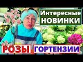 РОЗЫ такие НЕ обычные я еще не сажала. Новинки Гортензий. Подготовка саженцев к посадке