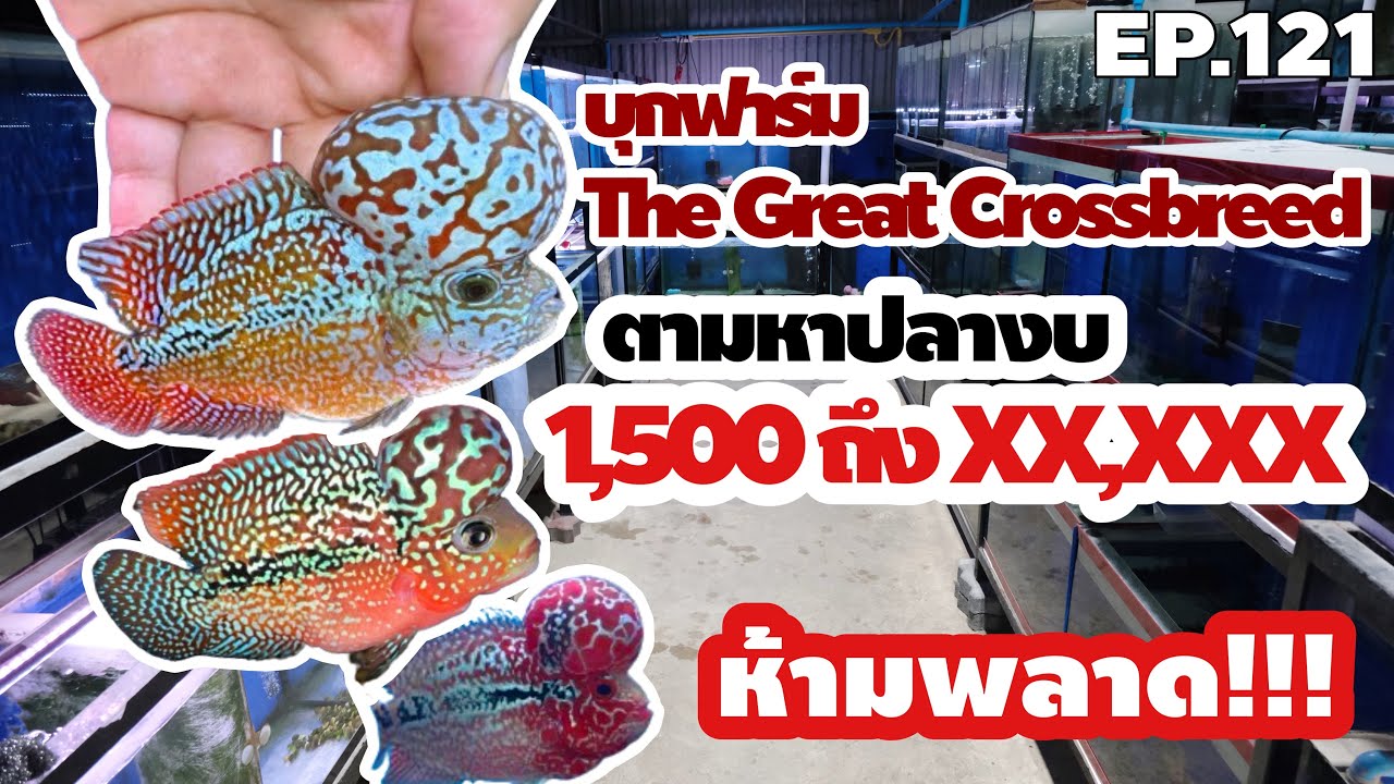 EP.121 บุกฟาร์มดังนครปฐม ตามหาปลางบพันต้นๆจนถึงหลักหมื่น (ท้ายคลิปมีทีเด็ด)