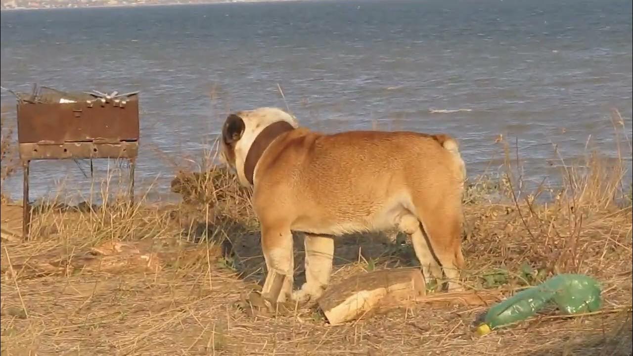 булик - YouTube