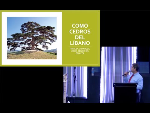 'Como cedros del
