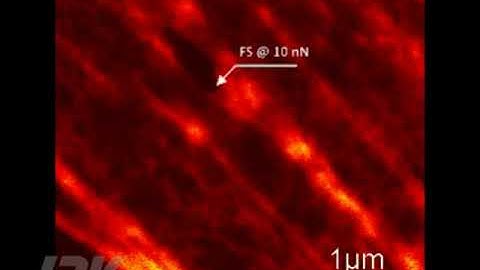 Correlative AFM and STED – Stimulation of living fibroblast cells