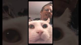 Painful Love #cat #pets #memories
