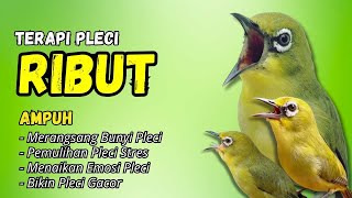 Pleci Ribut Cocok Buat Terapi Pleci Bahan Dan Pancingan Pleci Malas Bunyi