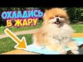 ОХЛАЖДАЮЩИЙ Коврик Для СОБАКИ ✔️КАК ОХЛАДИТЬ ЩЕНКА В ЖАРУ