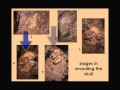 CARTA: Early Hominids: Ronald Clarke - "Little Foot", Big Find - A Skeleton of Australopithecus