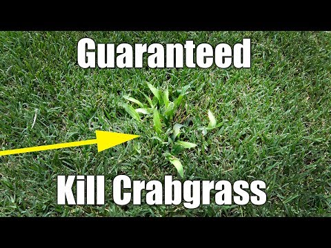 Video: Kontrolli i Dallisgrass - Si të vrasësh Dallisgrass