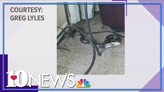What to do if you find a snake in your house