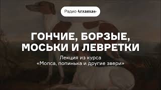 Гончие, борзые, моськи и левретки | Лекция из курса «Мопса, попинька и другие звери»