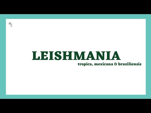 Leishmania tropica| Leishmania mexicana | Leishmania braziliensis | Leishmaniasis | MEDZUKHRUF