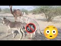 Donkey mating #animals #donkeydonkey #mating