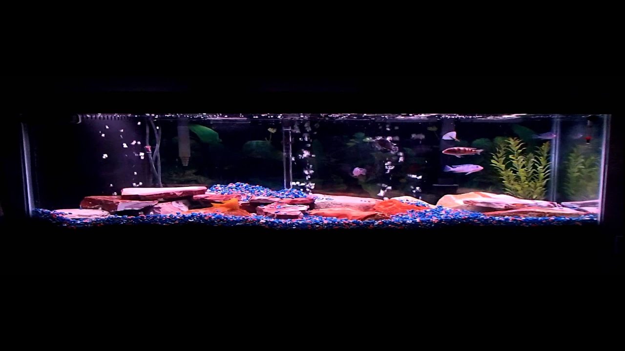 NEW 55 Gallon African Cichlid Tank YouTube