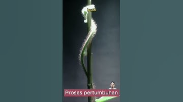 Thumbnail of Cara tanam kiwi dari biji