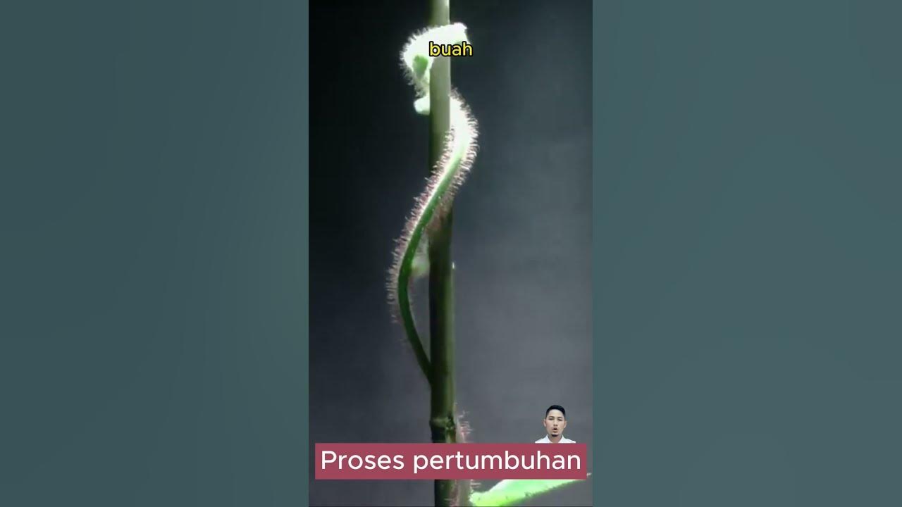 Cara tanam kiwi dari biji