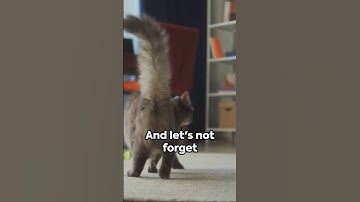 Catnip Chronicles: Feline Frenzy