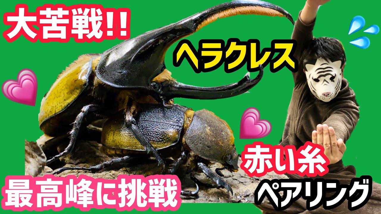 交尾 がおわると赤い糸が見える ヘラクレスオオカブト 初のハンドペアリングに大苦戦 Youtube