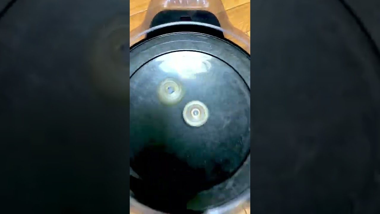 Beyblade Burst #8 Shorts