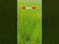 Kisan ko bhi like kar diya subscribe karke kar rahe 😃💪👍💯