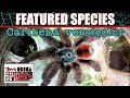 FEATURED SPECIES #1 - Caribena Versicolor (Martinique pinktoe)