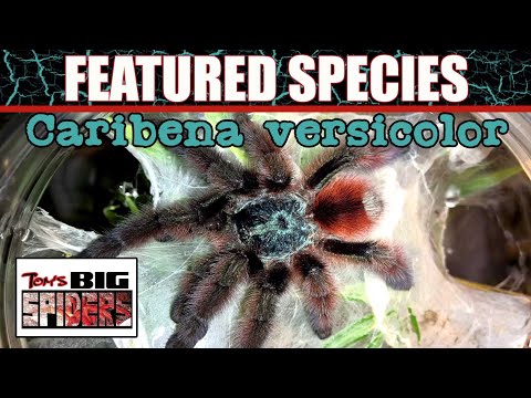 FEATURED SPECIES #1