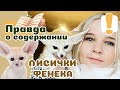 20 вещей которые стоит узнать о ФЕНЕКАХ, если захочется завести.