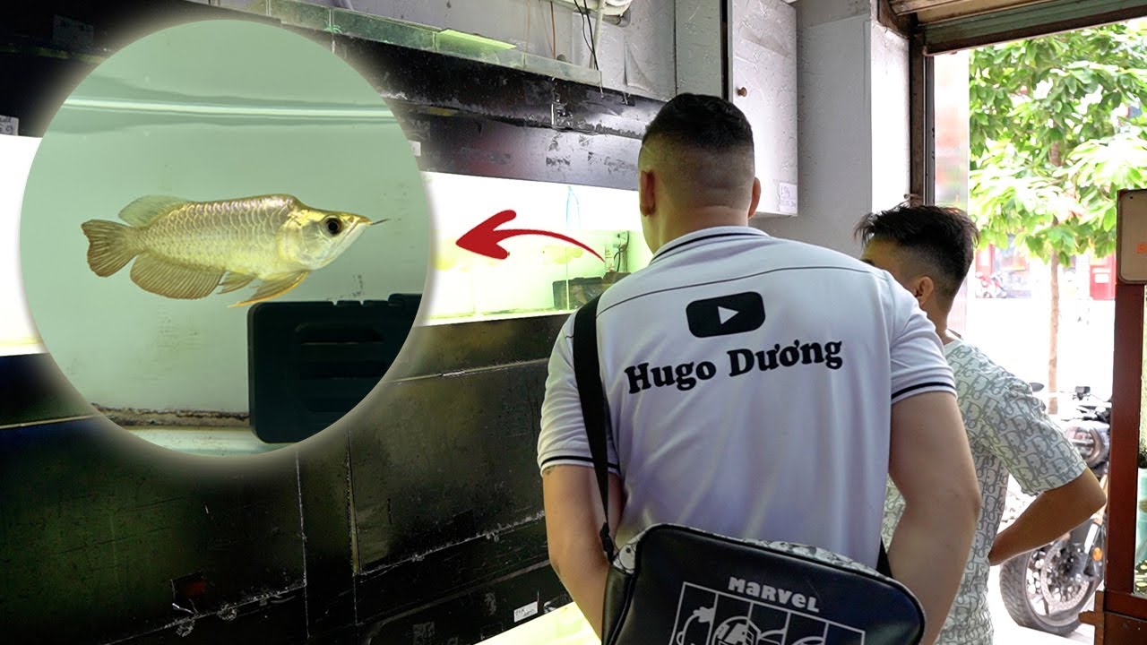 Tham quan CÁ CẢNH RỒNG VIỆT NAM gặp ngay siêu phẩm FAFU BỐI ĐẦU VÀNG BLUEBASE #hugoduong