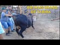 O boi mais brabo da feira do gado de Tabira-PE  (22/06/21)
