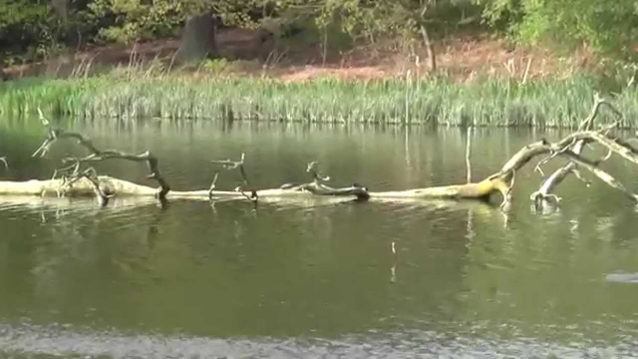 Clumber Park - Terrapins