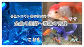 アクアリウム 18 2 9 初めて金魚に人工産卵させました１ 卵詰まり治療 金魚冬の産卵 金魚産卵 人工採卵 金魚繁殖させない 金魚 和金雌 人工受精にもgoldfish Laying Eggs Youtube