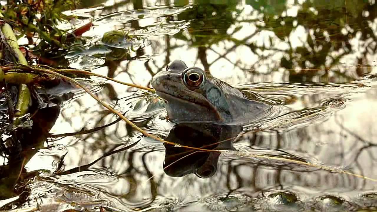 Le chant très doux du mâle de la grenouille rousse au moment des amours -  Lartigau - Milhas - 31 