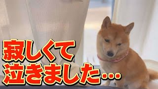 Her older Shiba Inu went to the hospital, and she cried as hard as she could while she was away...